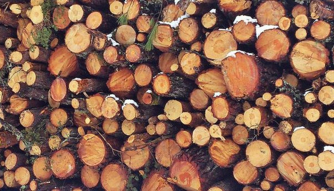Coupe de bois L’ALENA: oui, mais pas à n’importe quel prix