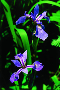iris versicolore